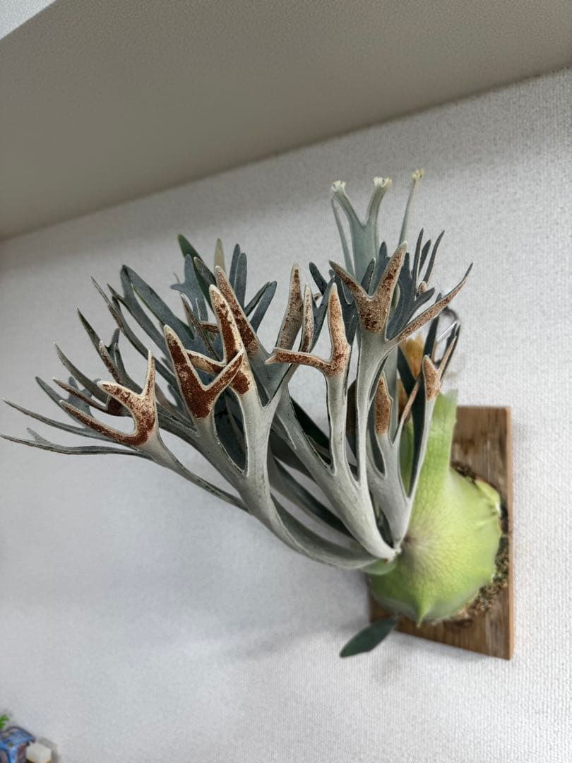 【子株】P. Elsa  Queen F307 ビカクシダ　子株　OC