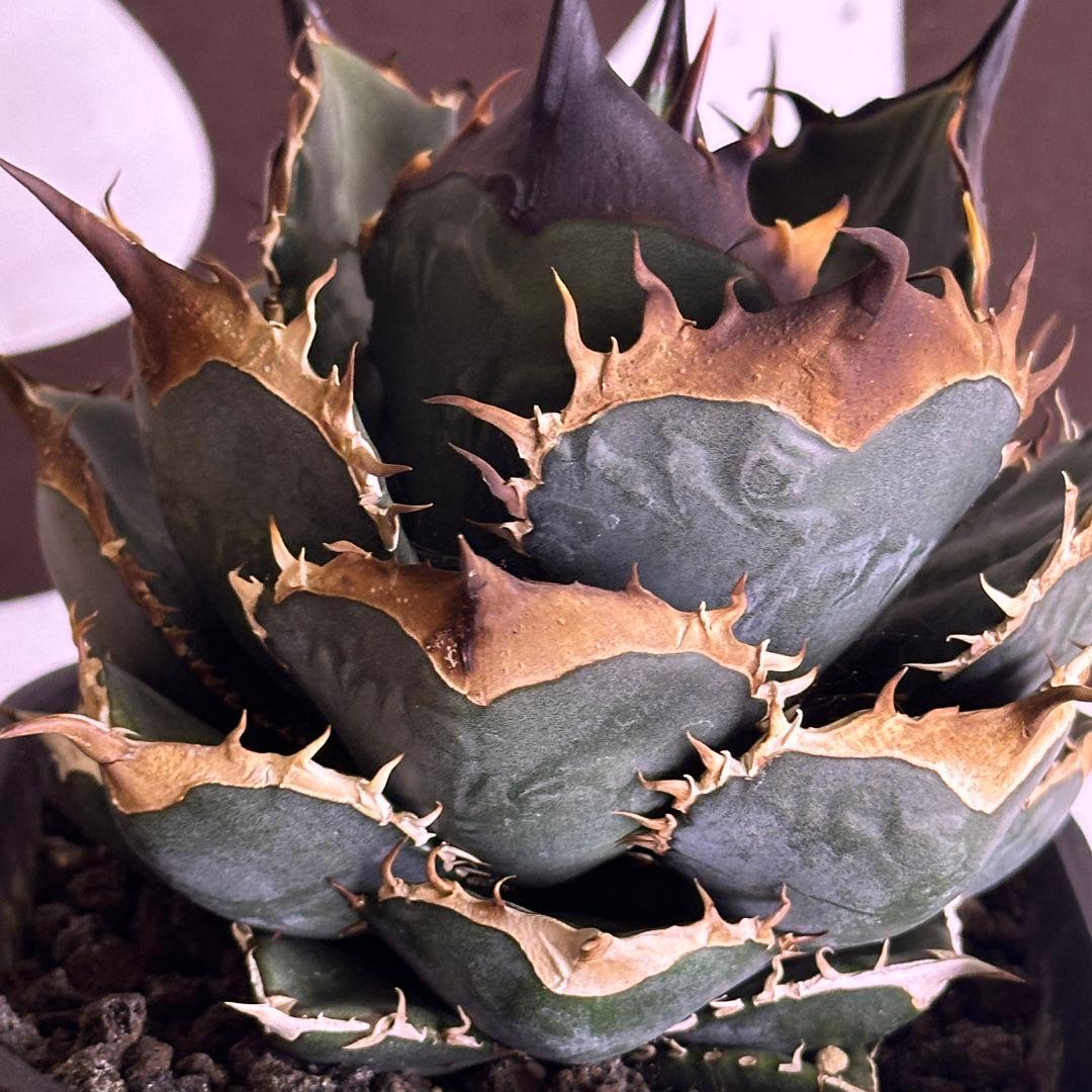 713【上澳園芸】 アガベ チタノタ 緑犀牛 良質子株 LED管理株