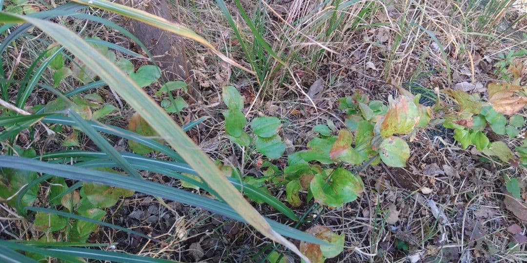 サンキライ　確認用