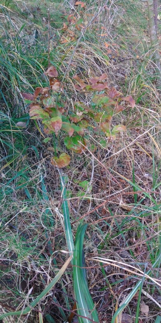 サンキライ　確認用