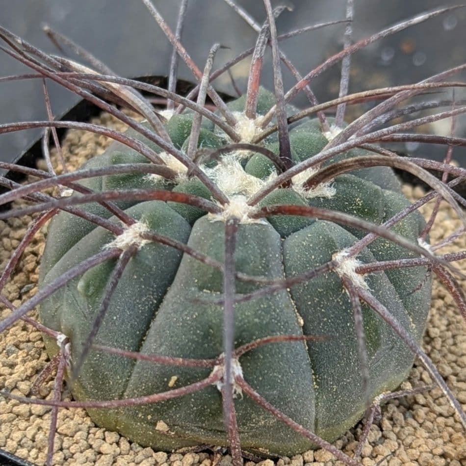 レアサボテンコレクション・ギムノカリキウム属・黒刺天平丸inわけけのお店