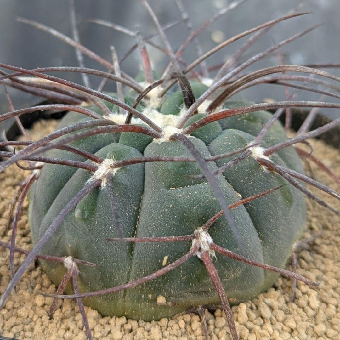 レアサボテンコレクション・ギムノカリキウム属・黒刺天平丸inわけけのお店