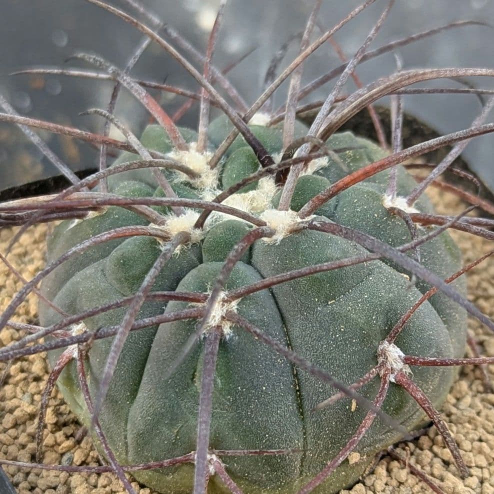 レアサボテンコレクション・ギムノカリキウム属・黒刺天平丸inわけけのお店