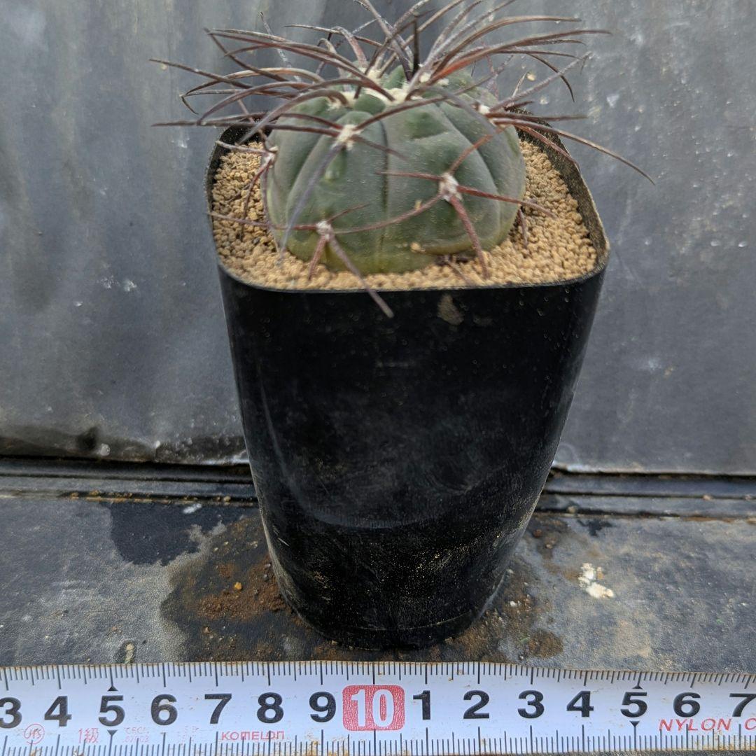 レアサボテンコレクション・ギムノカリキウム属・黒刺天平丸inわけけのお店