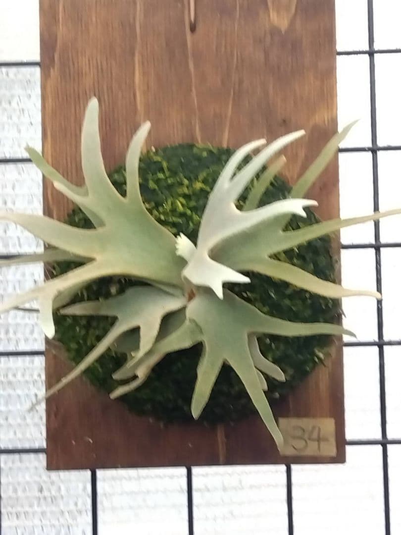 ビカクシダ ジェイドガール spore 34