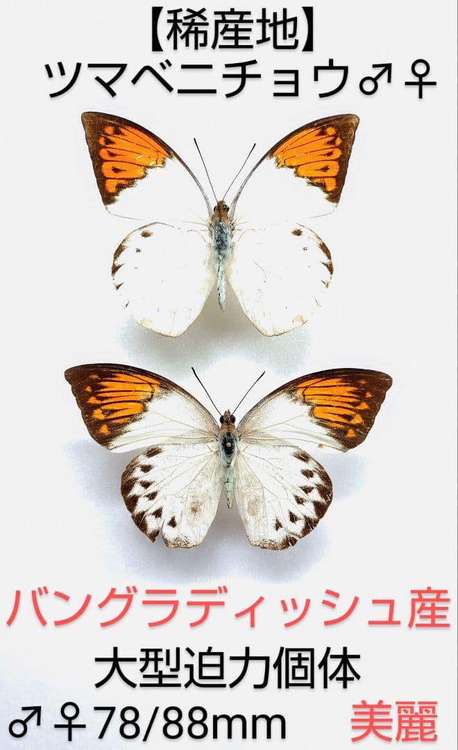 【稀産地】ツマベニチョウ♂♀標本★バングラディッシュ産★ 入手困難地域美麗