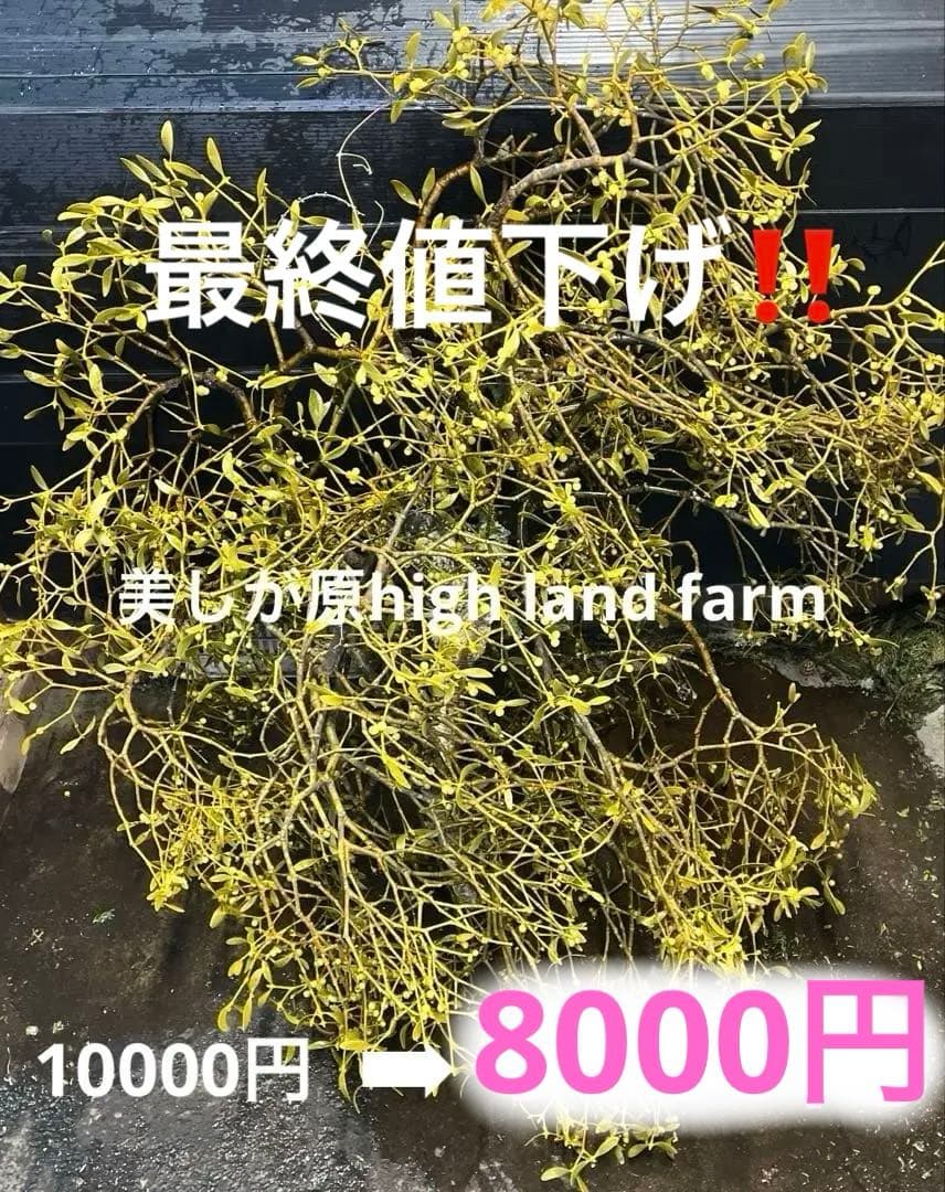 白樺の親樹木付きヤドリギ　イエローの実‼️縁起物　幸せ運ぶ木♪最終お値下げ‼️