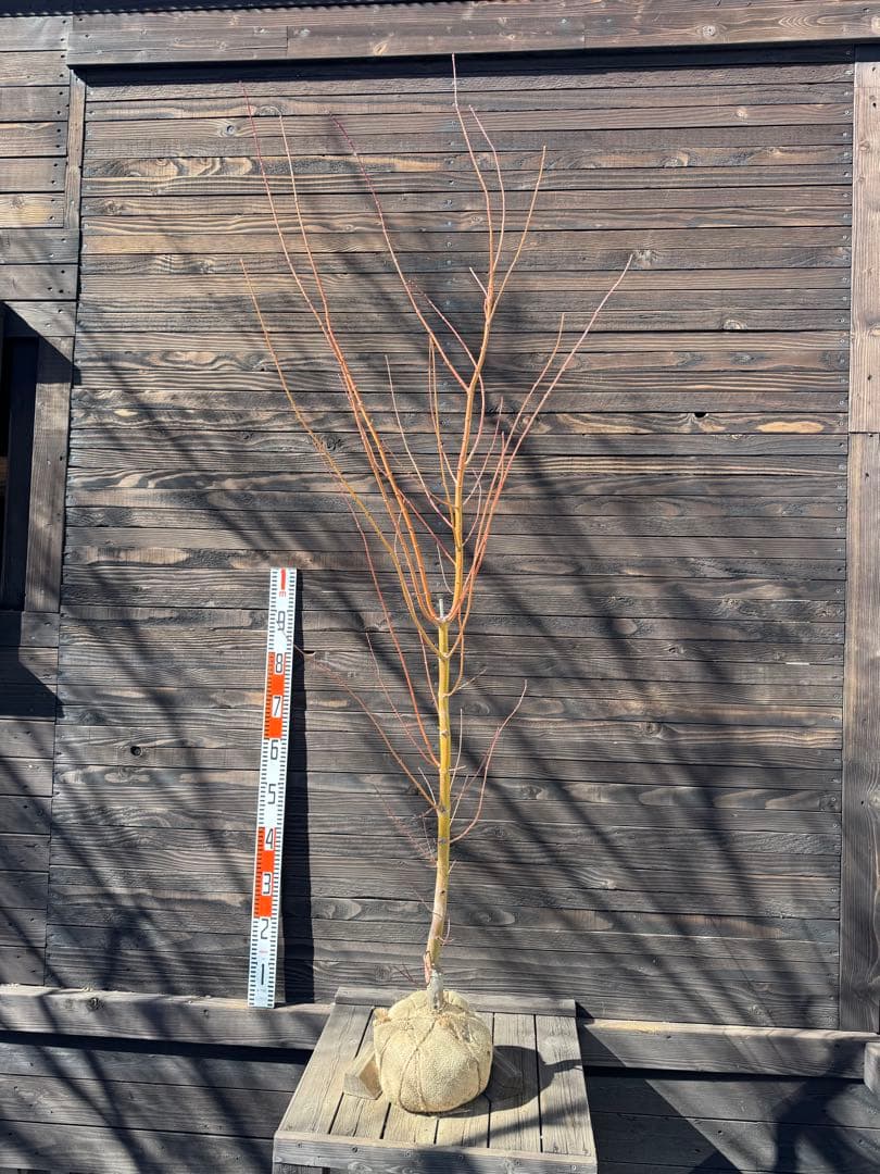 《桂紅葉》カツラモミジ/大株【現品発送】管理80047