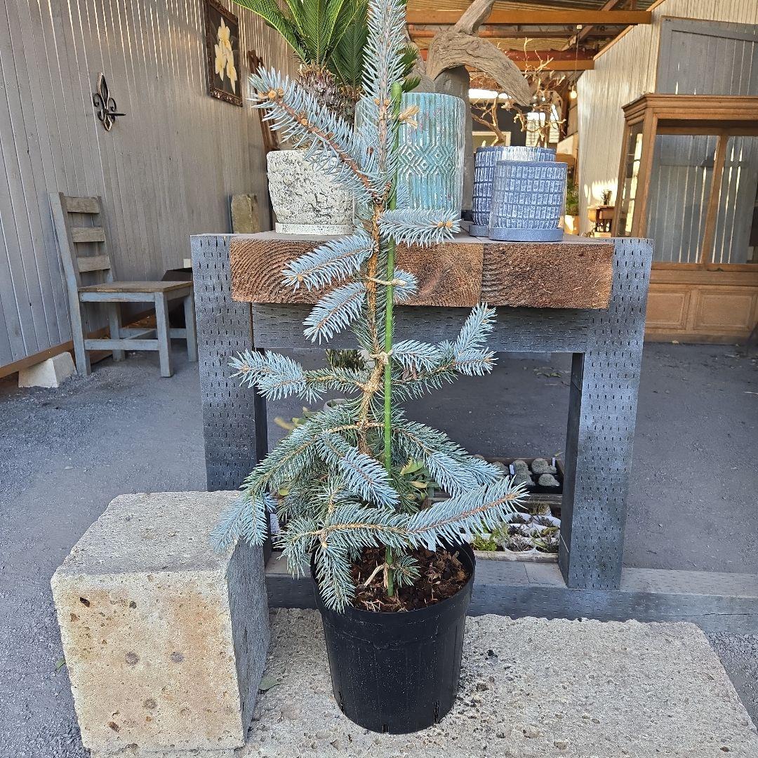 ④　プンゲンストウヒ　ホプシー　8号　最高等級極上品‼️