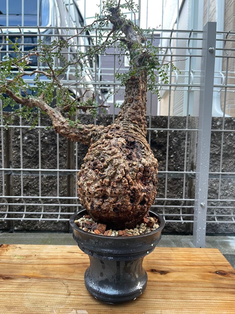 値下げ中❗️オペルクリカリアパキプス　発根済み　コレクション株