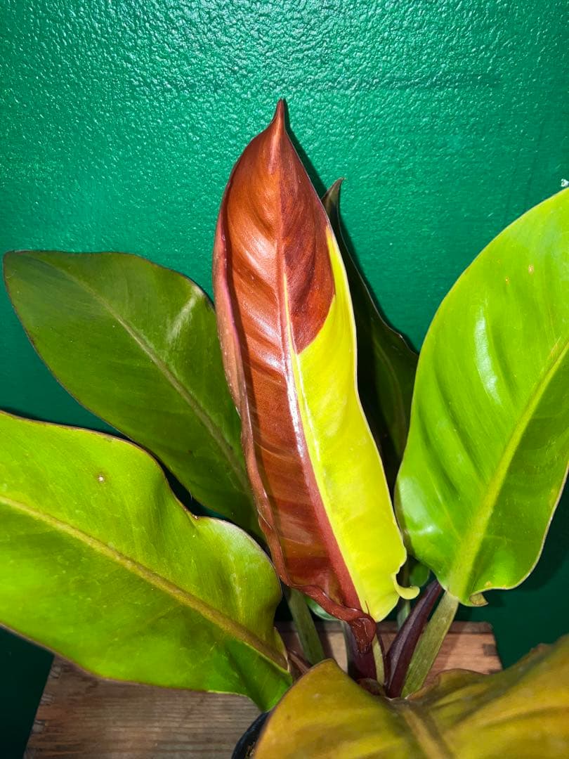 Philodendron 'Imperial Yellow Flame'3.5号