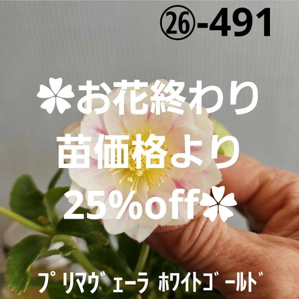 ㉖-491クリスマスローズ