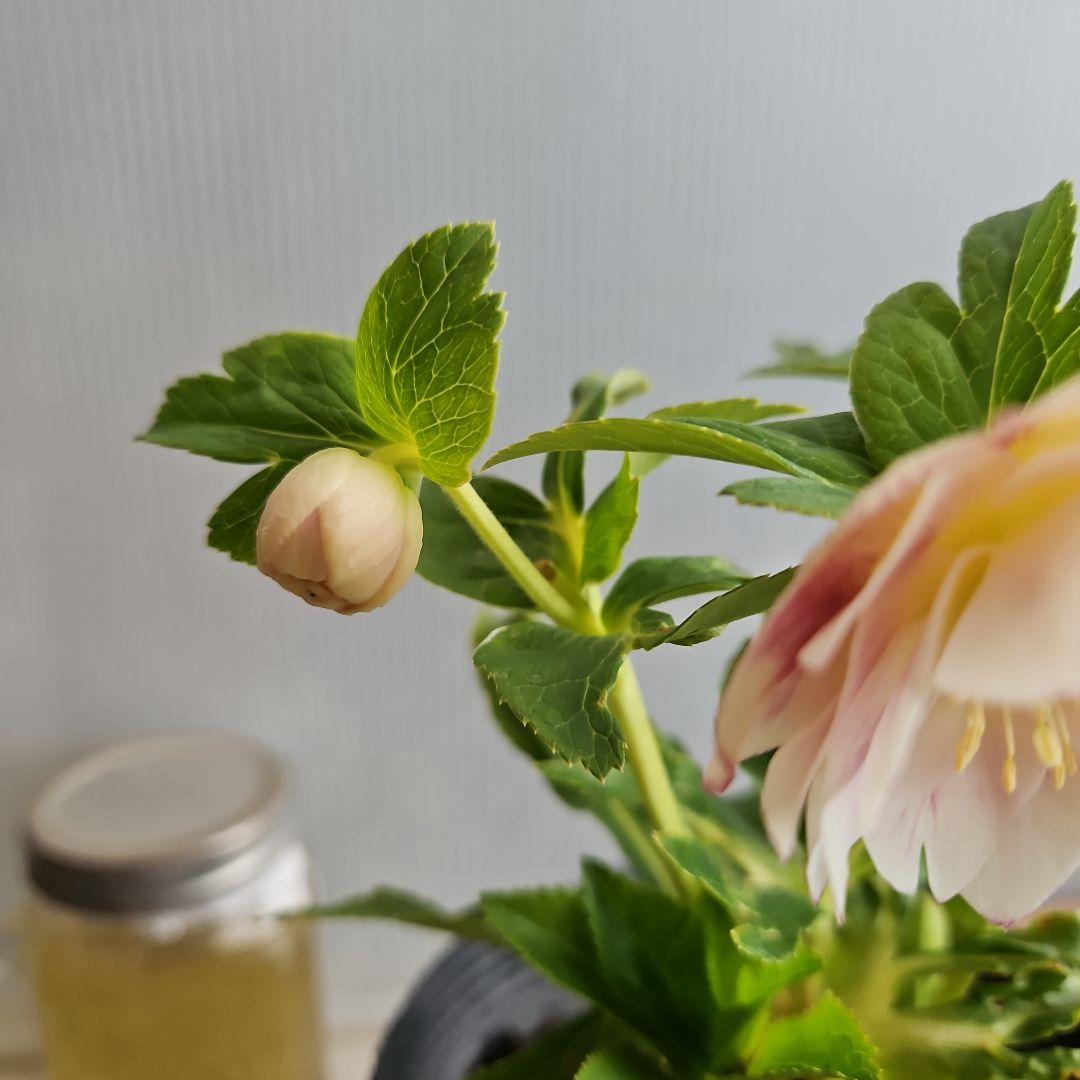 ㉖-491クリスマスローズ