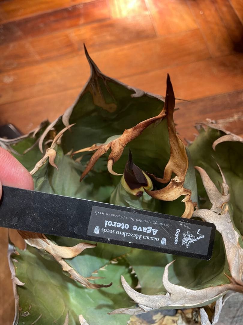 C*A様 アガベ　オテロイ　オアハカ現地球