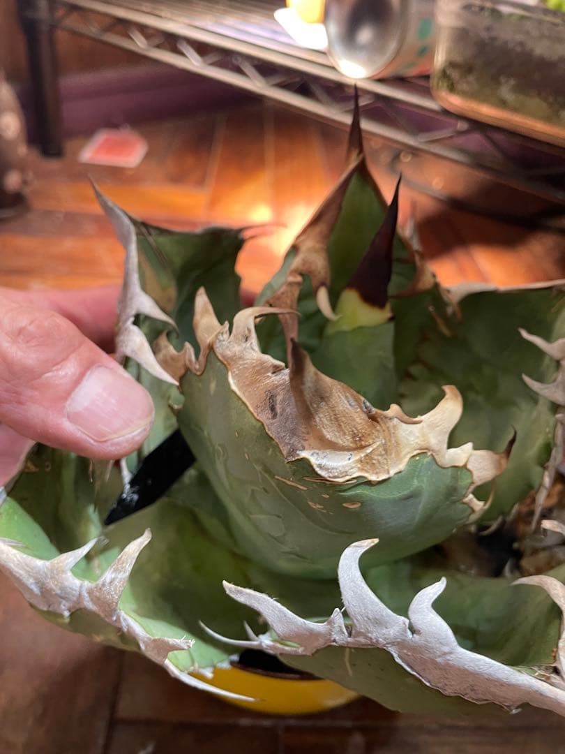 C*A様 アガベ　オテロイ　オアハカ現地球