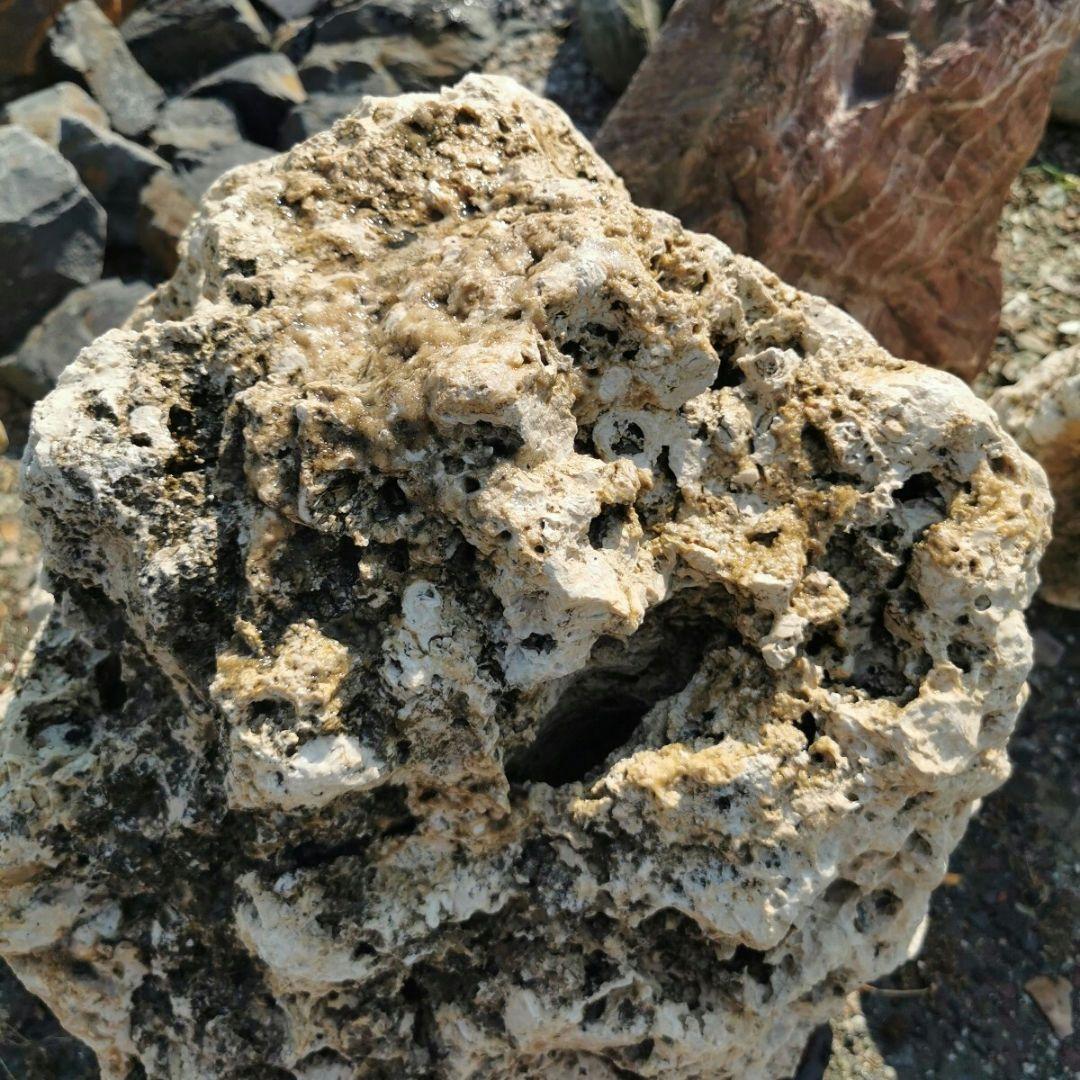 サンゴ石　93キロ　庭石　石　鑑賞石 石材　庭　ガーデニング　置物　オブジェ