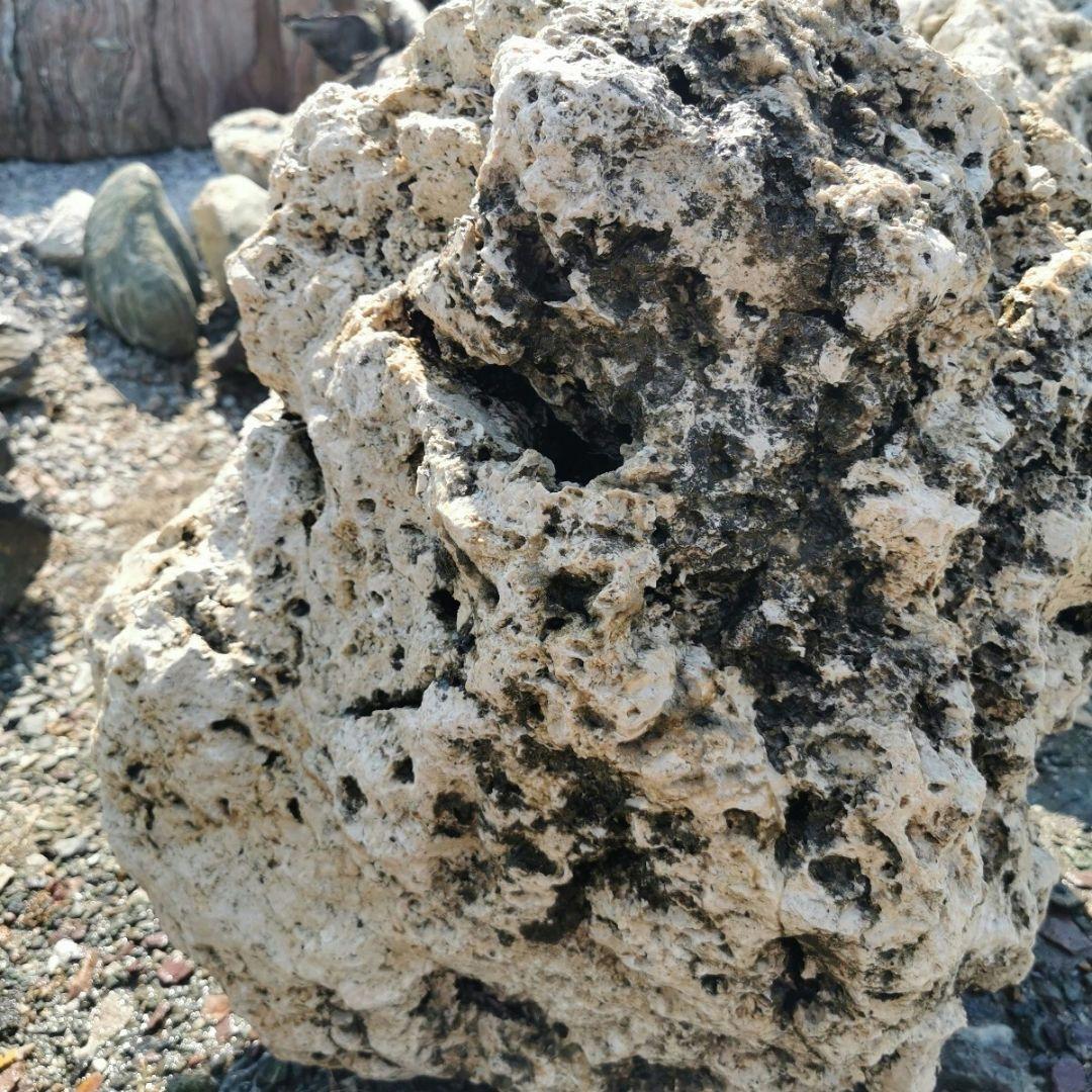 サンゴ石　93キロ　庭石　石　鑑賞石 石材　庭　ガーデニング　置物　オブジェ