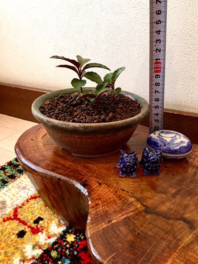 縁起物＊縁起木【万両の赤ちゃん苗3株を素敵な盆栽鉢に！】東京檜原村産＊完全無農薬