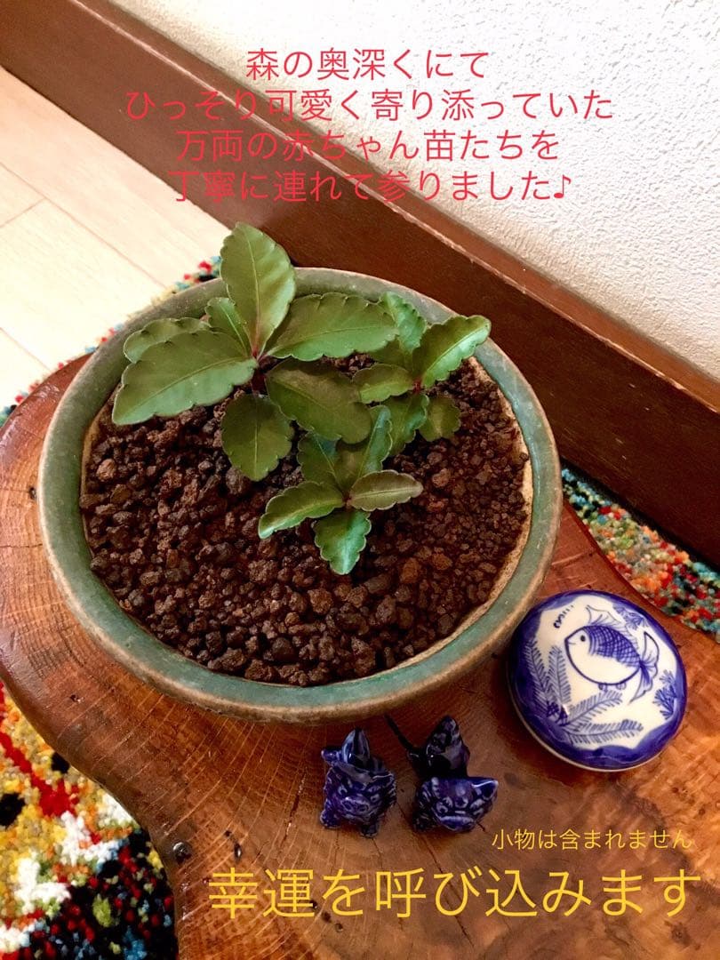 縁起物＊縁起木【万両の赤ちゃん苗3株を素敵な盆栽鉢に！】東京檜原村産＊完全無農薬
