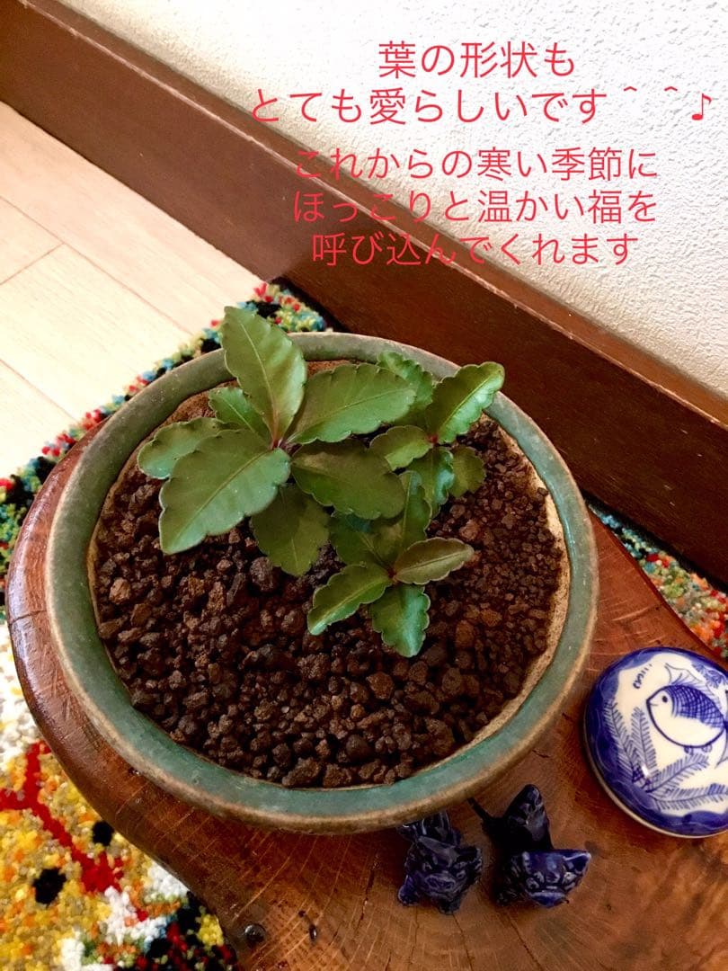 縁起物＊縁起木【万両の赤ちゃん苗3株を素敵な盆栽鉢に！】東京檜原村産＊完全無農薬