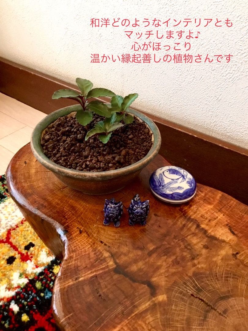 縁起物＊縁起木【万両の赤ちゃん苗3株を素敵な盆栽鉢に！】東京檜原村産＊完全無農薬