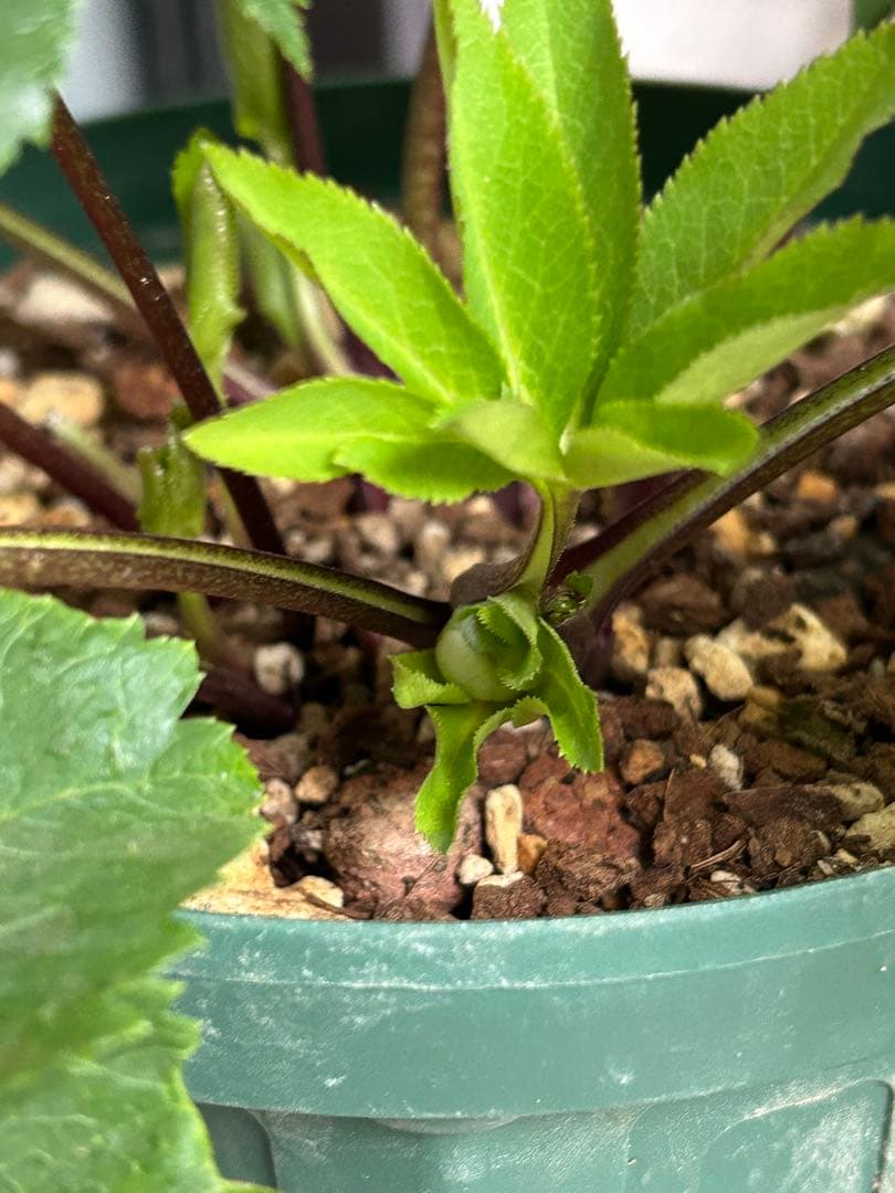 クリスマスローズ　大和園　パステリッシュストレイン　小輪多花　未株分け　6号