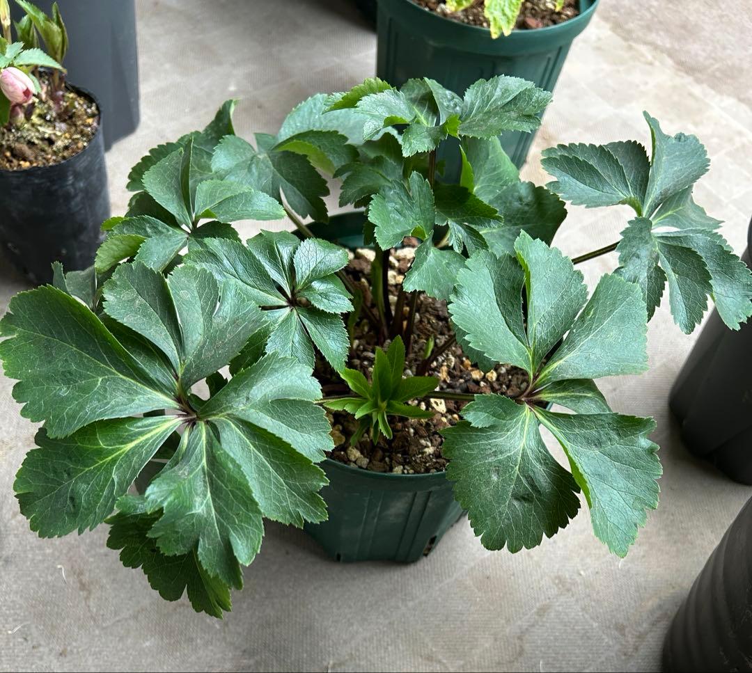 クリスマスローズ　大和園　パステリッシュストレイン　小輪多花　未株分け　6号