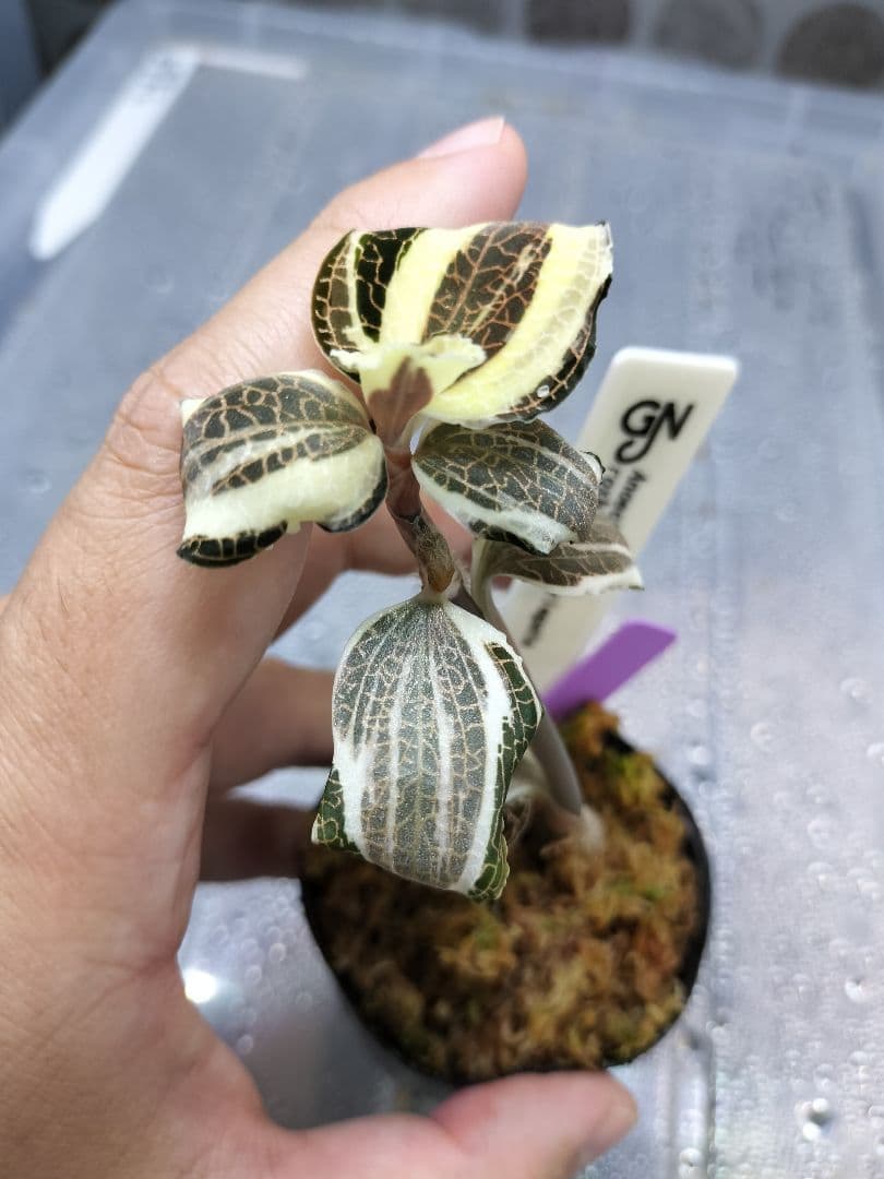 Anoectochilus sp. 斑入りジュエルオーキッド 宝石蘭