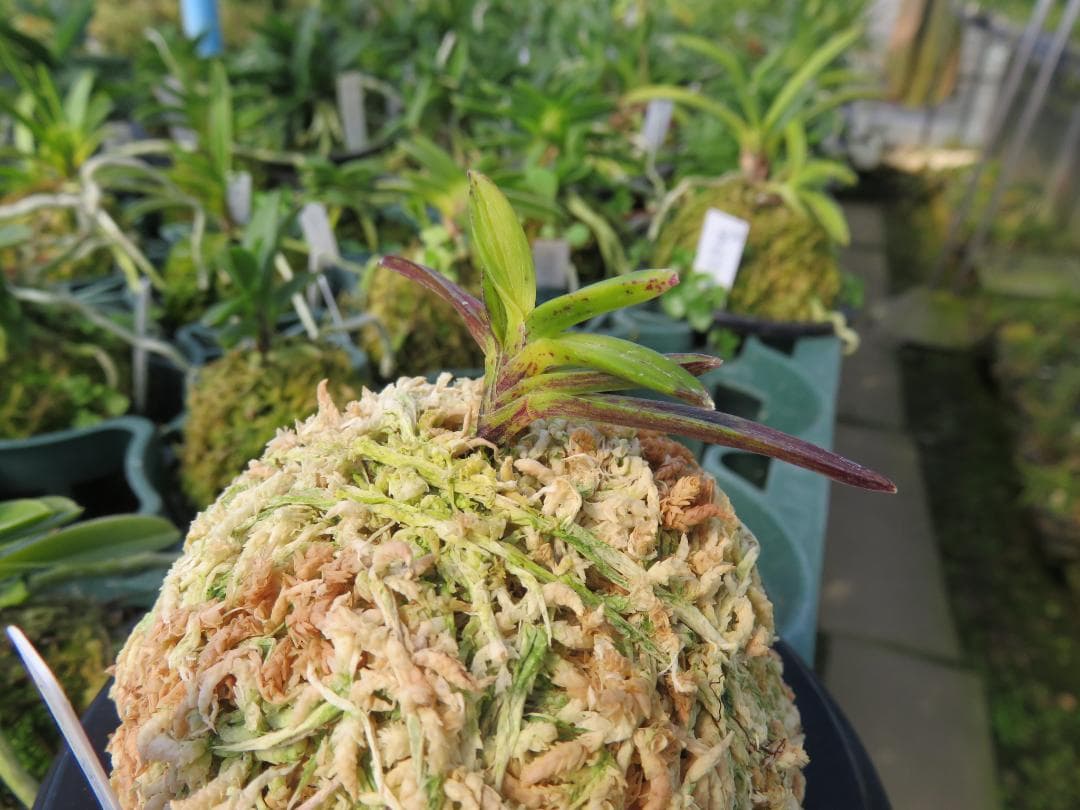 富貴蘭（金牡丹縞）