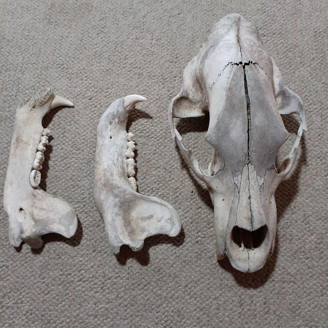 ヒグマ　羆　頭骨　北海道産