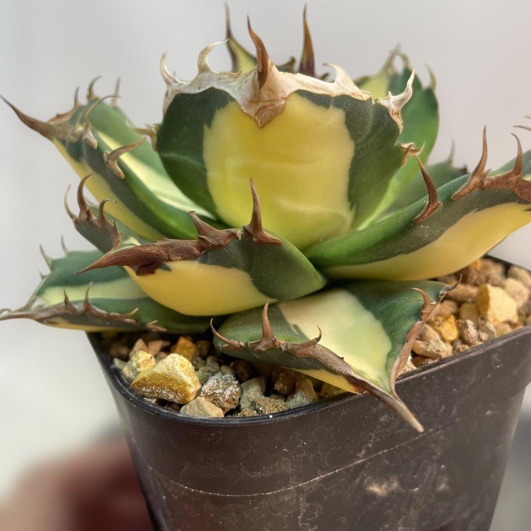 アガベ チタノタ　‘Saber tooth tiger’ 中斑　スナグルトゥース