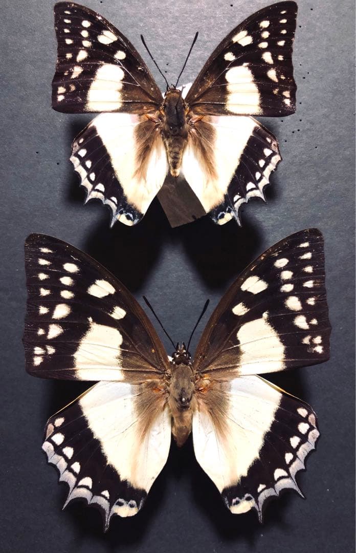 蝶標本　国産フタオチョウ　ペア