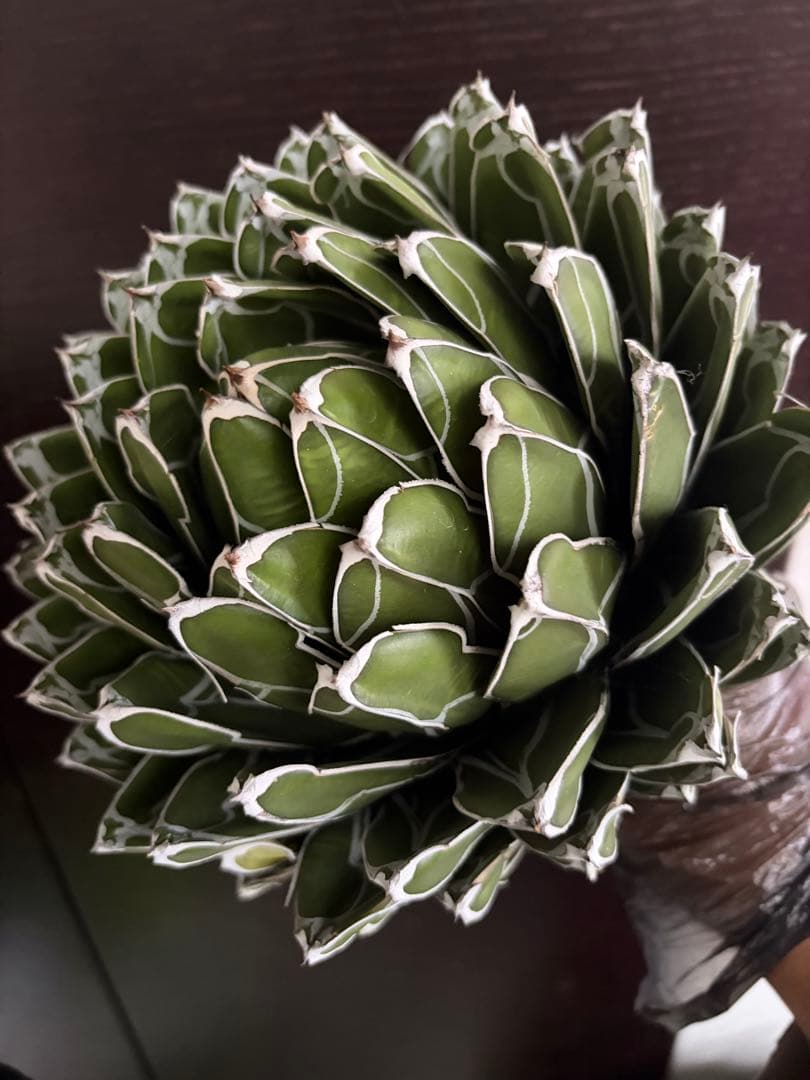 耐寒性アガベ ダルマ笹の雪　濃白大株◇ボール多肉サボテン　ドライガーデン　ユッカ