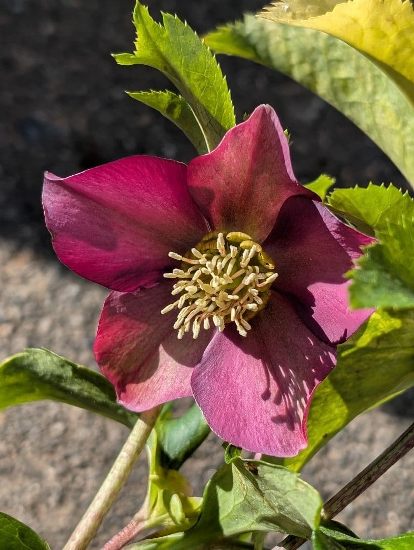 クリスマスローズ　斑入り　シングルパープル　No.266