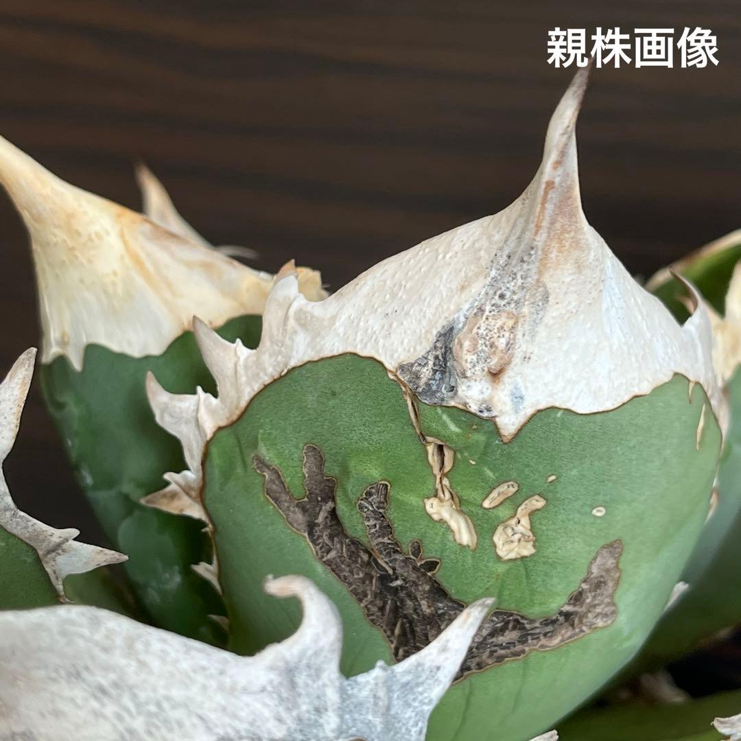 アガベ オアハカ 現地株 子株