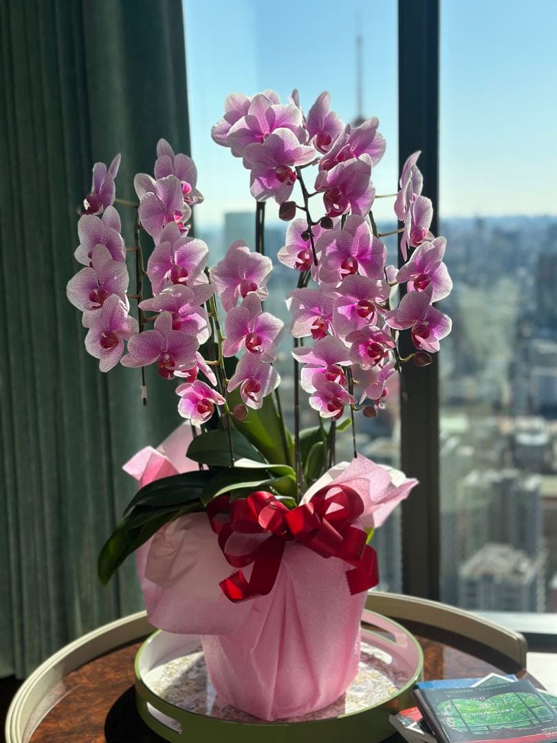 至急 お買い特　胡蝶蘭　訳あり