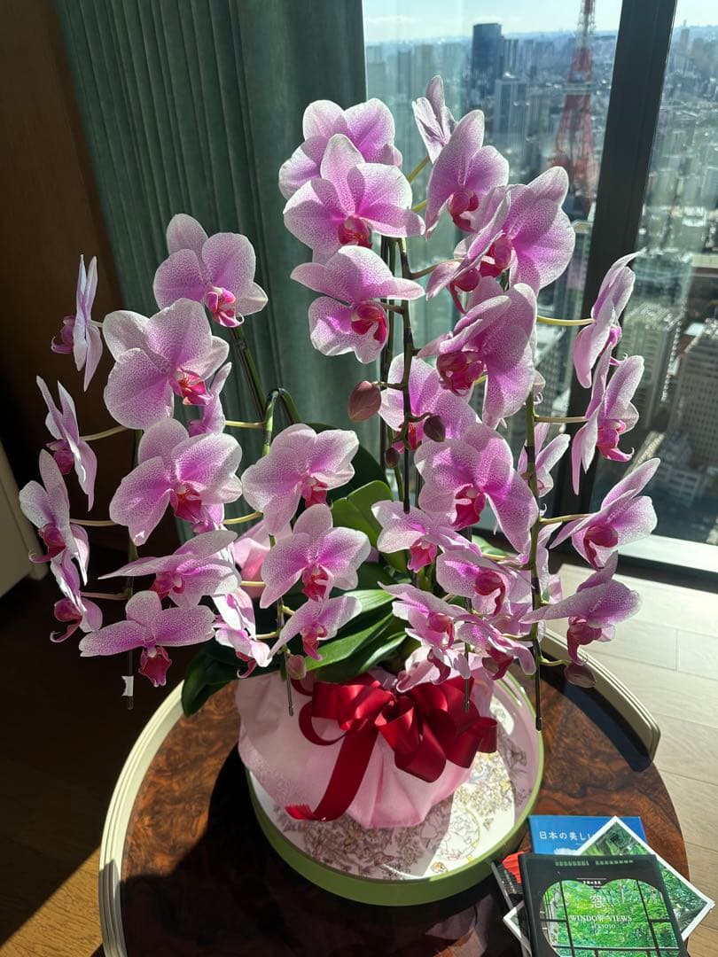 至急 お買い特　胡蝶蘭　訳あり