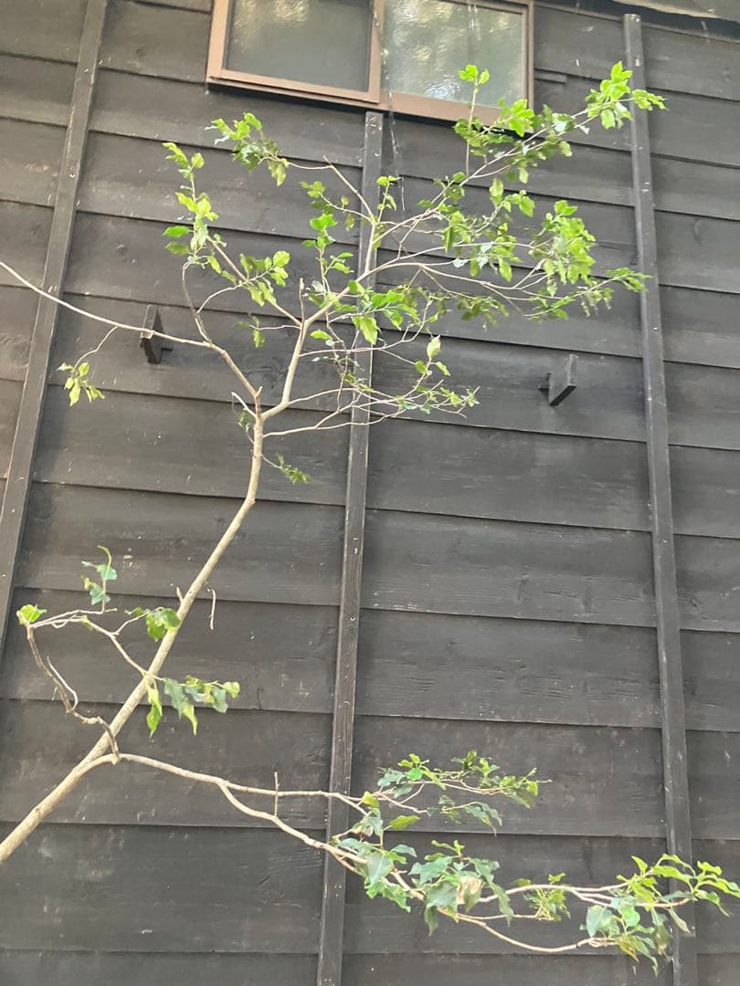 20 山採り　ソヨゴ　雌雄不明