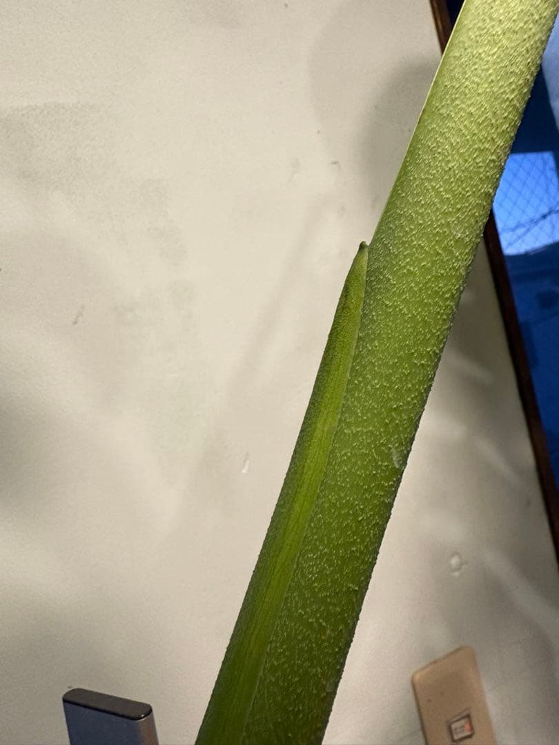 [値段下げ］モンステラマクロコソムカット苗 葉長70cm 水耕管理中