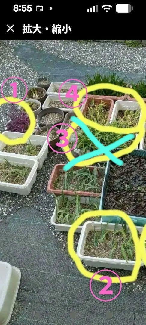 腰を痛め育てられない為、庭を全て整理中!!(こちらからお好きな物をお選び下さい)