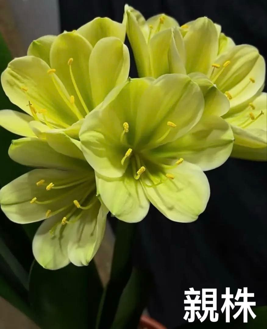 君子蘭　緑花　実生苗