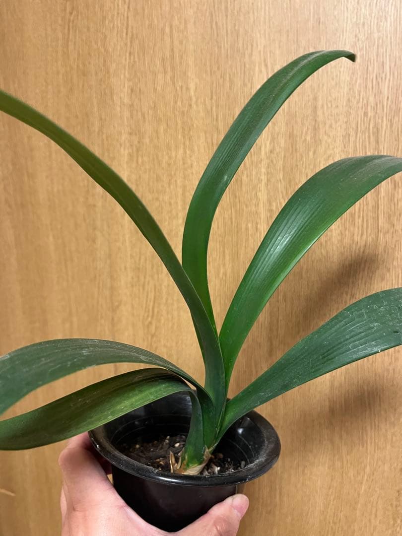 君子蘭　緑花　実生苗