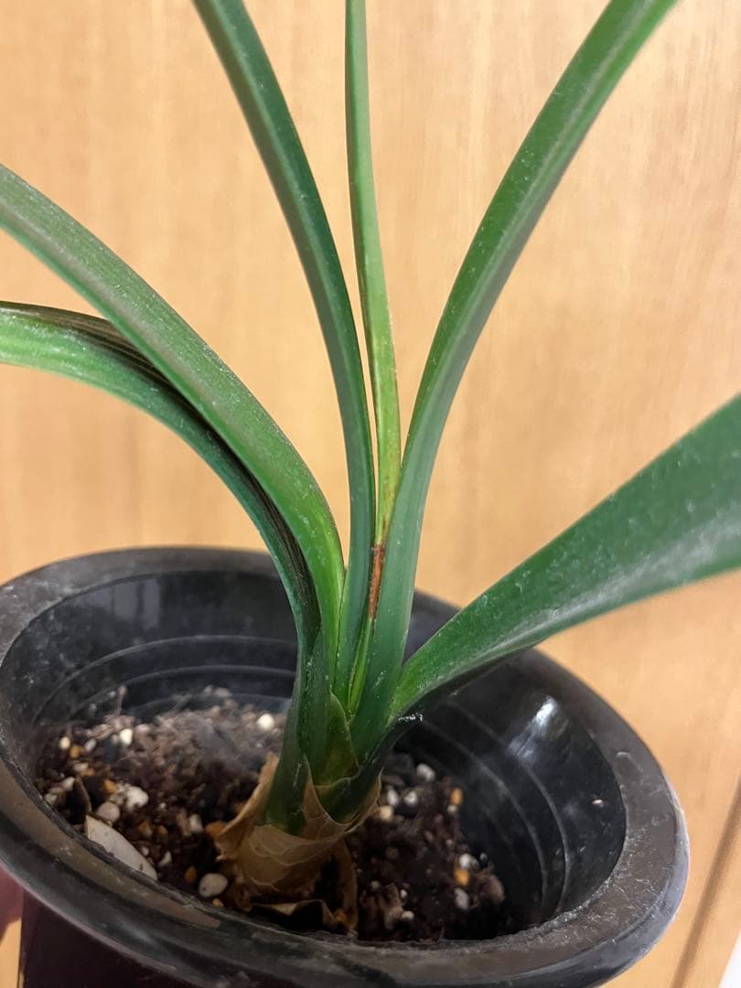 君子蘭　緑花　実生苗