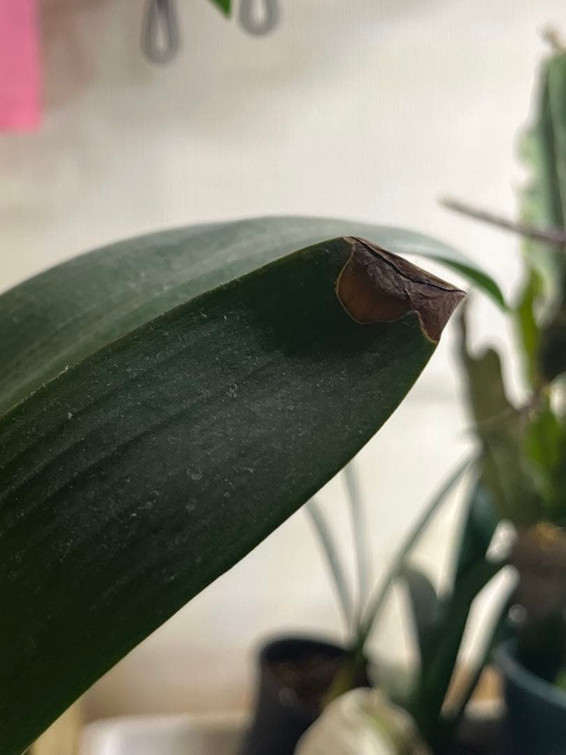 君子蘭　緑花　実生苗