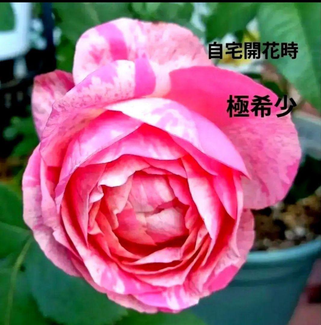 レアバラ苗　超強香　8号鉢接ぎ木大苗　廃盤種