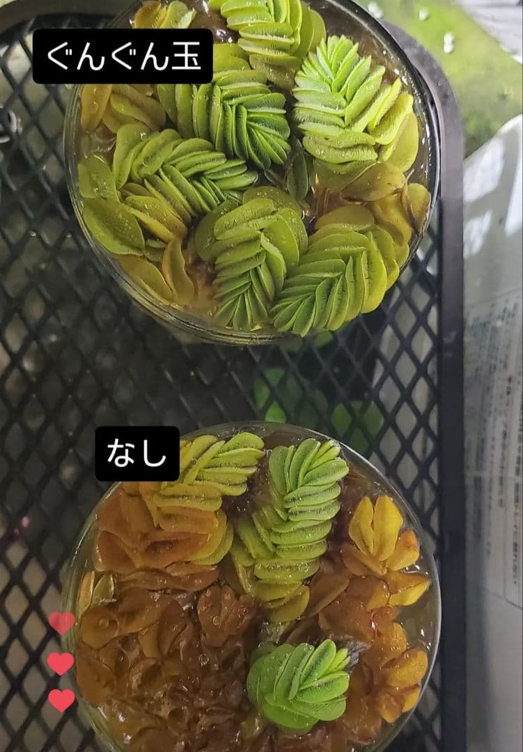 好評ぐんぐん玉「特別枠」1㎏業務用増量タイプ通常15,000円→10,000円