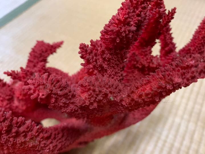 珊瑚礁　赤色珊瑚　イソバナ珊瑚　インテリア　宝石珊瑚