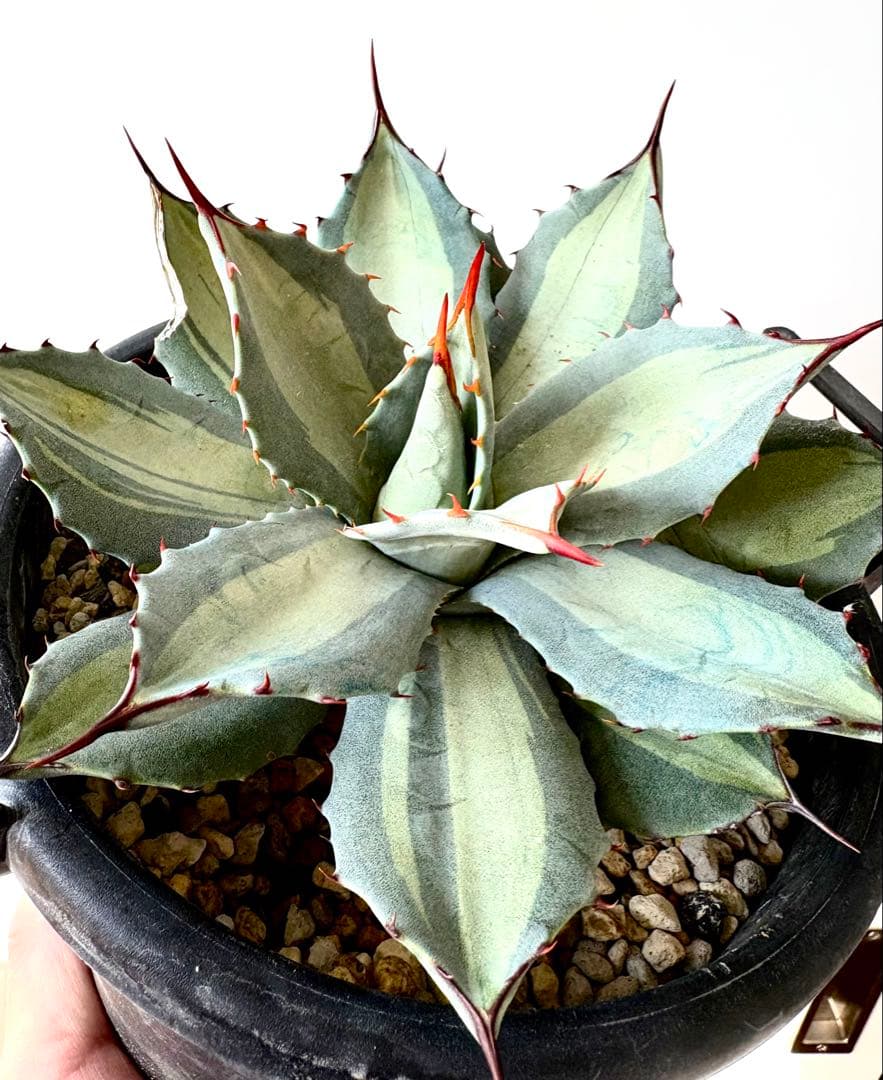 【耐寒性抜群】アガベ　パリー　吉祥天錦　横幅約18㎝　大株