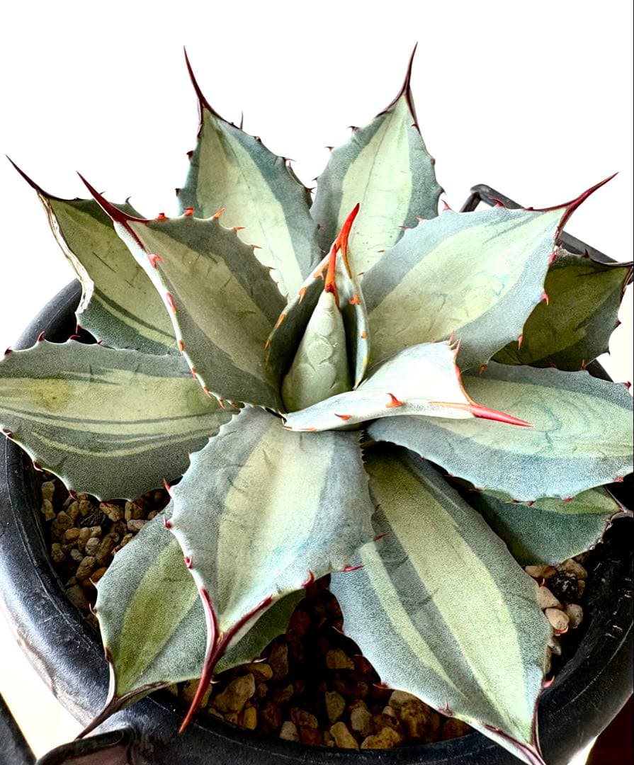 【耐寒性抜群】アガベ　パリー　吉祥天錦　横幅約18㎝　大株