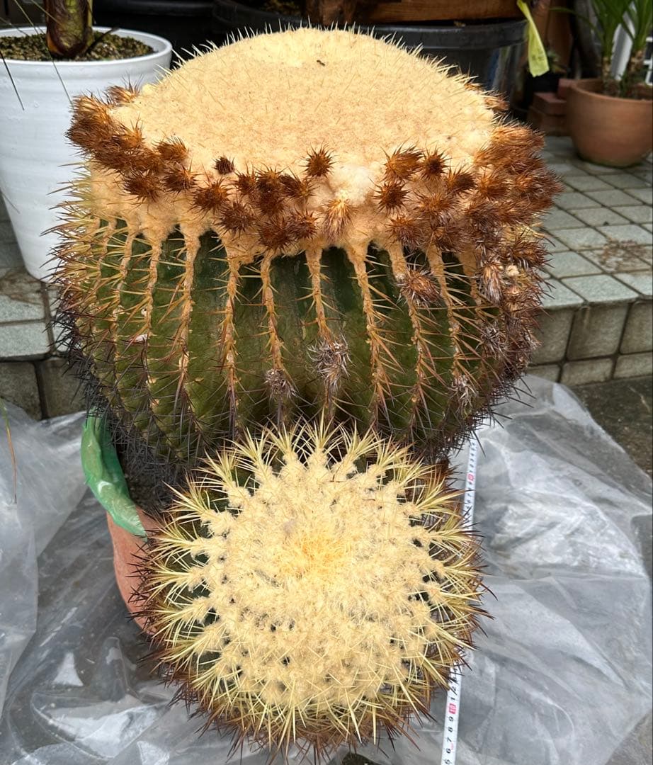 【引取り限定】　金鯱 キンシャチ 【樹高:約60cm】Jun01 サボテン